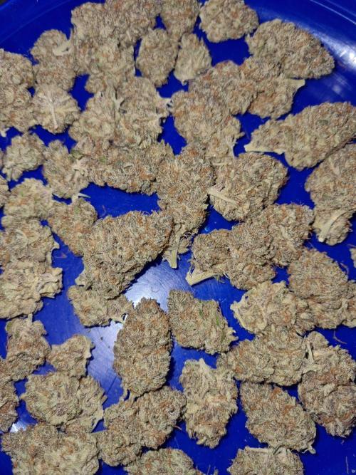 White Widow | Green House Seed Co.. Week 19 - #2