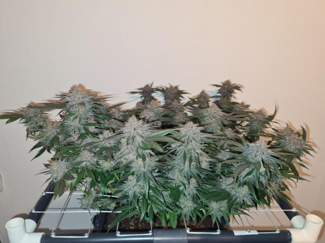 White Widow | Green House Seed Co.. Week 19 - #2