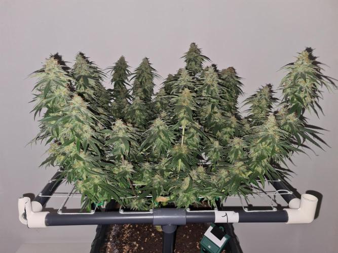 Damn Sour | Green House Seed Co.. Week 19 - #1