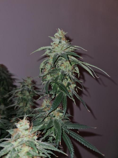 Damn Sour | Green House Seed Co.. Week 19 - #1