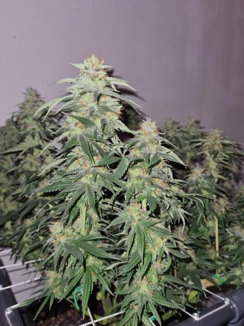 Damn Sour | Green House Seed Co.. Week 19 - #1