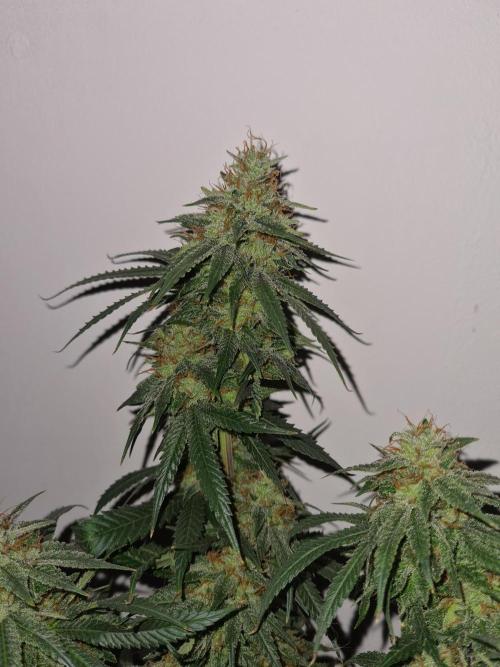 Damn Sour | Green House Seed Co.. Week 19 - #1