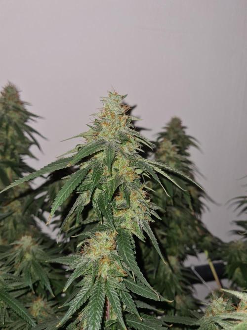 Damn Sour | Green House Seed Co.. Week 19 - #1