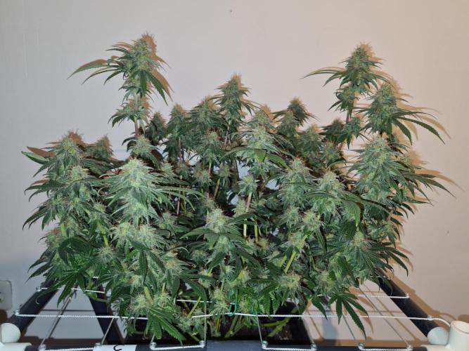 Damn Sour | Green House Seed Co.. Week 19 - #2