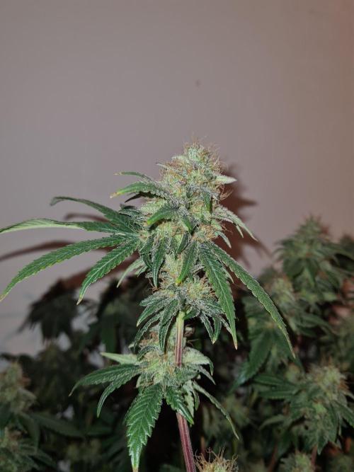Damn Sour | Green House Seed Co.. Week 19 - #2