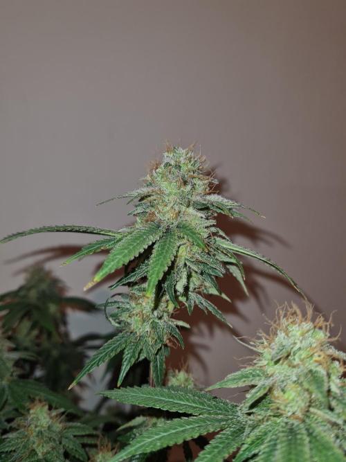 Damn Sour | Green House Seed Co.. Week 19 - #2