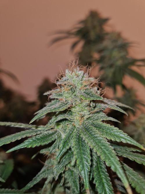 Damn Sour | Green House Seed Co.. Week 19 - #2