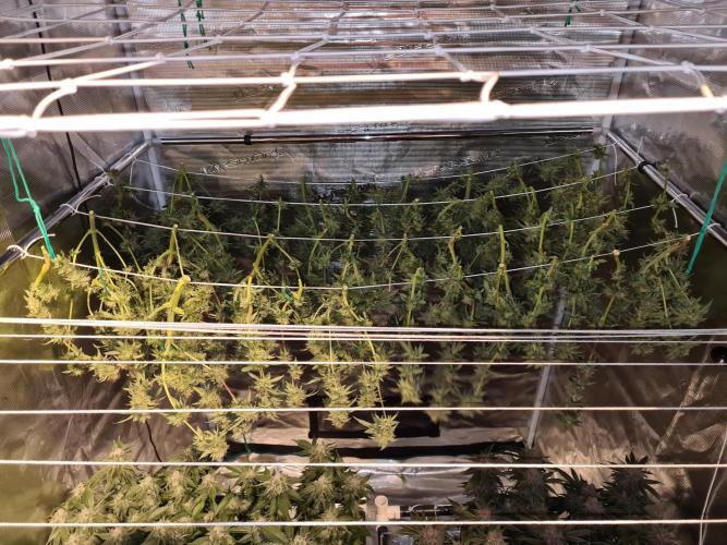 Damn Sour | Green House Seed Co.. Week 19 - Buds #1 and #2 drying