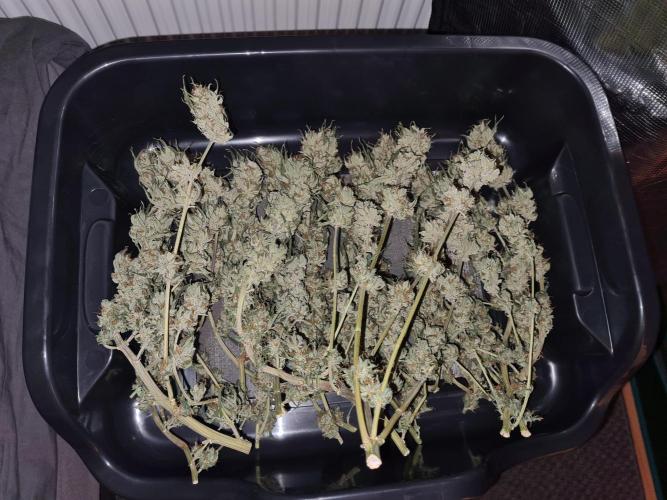 Damn Sour | Green House Seed Co.. Week 19 - #1