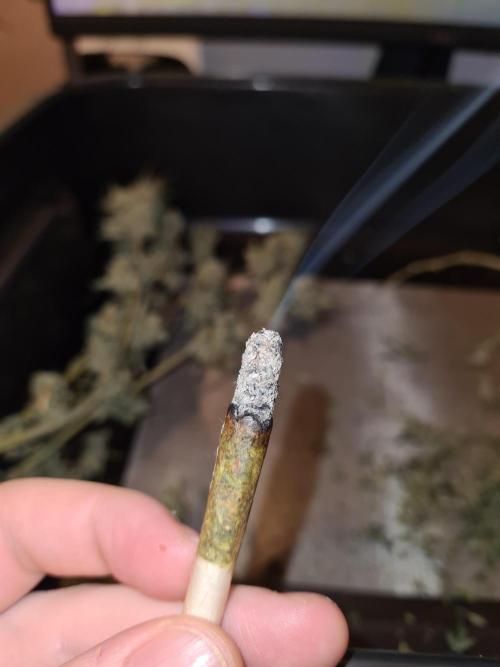 Damn Sour | Green House Seed Co.. Week 19 - #1 White ash