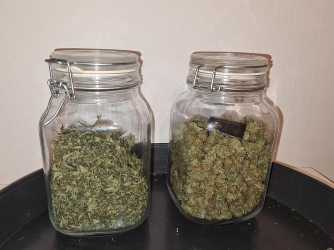 Damn Sour | Green House Seed Co.. Week 19 - #1