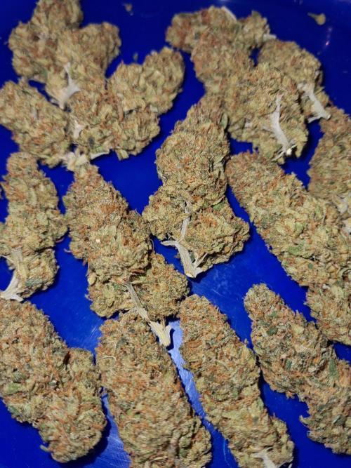 Damn Sour | Green House Seed Co.. Week 19 - #1