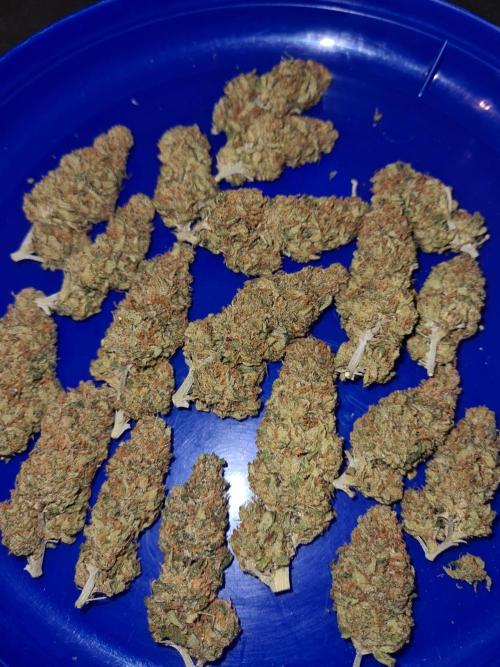 Damn Sour | Green House Seed Co.. Week 19 - #1