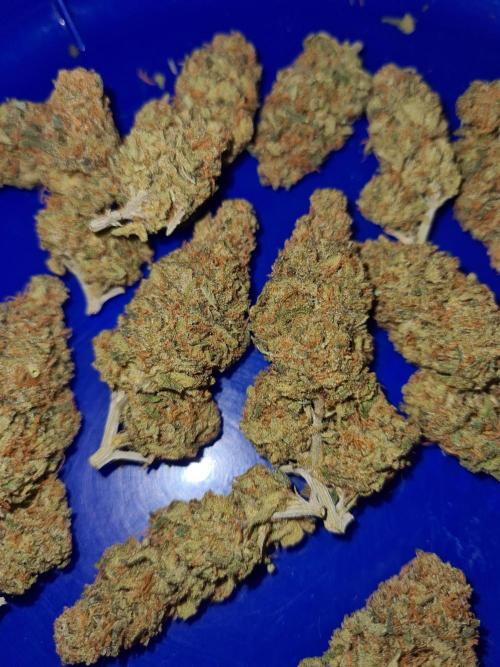 Damn Sour | Green House Seed Co.. Week 19 - #1