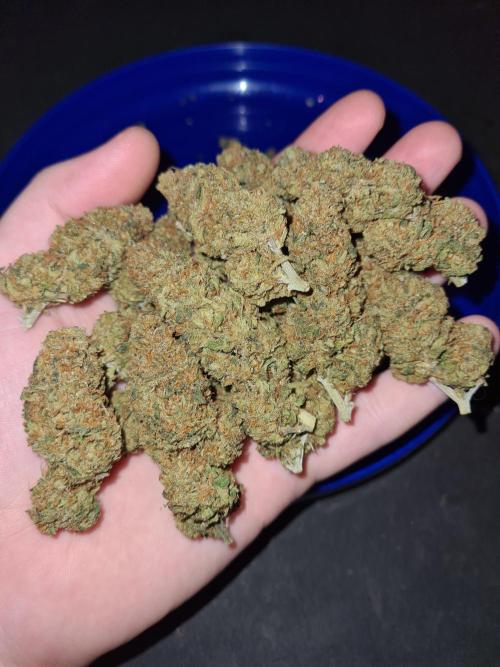 Damn Sour | Green House Seed Co.. Week 19 - #1