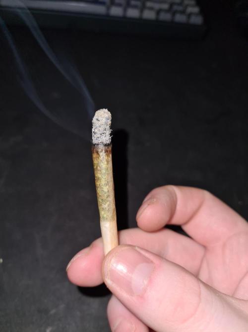 Damn Sour | Green House Seed Co.. Week 19 - #2 White ash