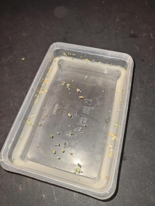 Damn Sour | Green House Seed Co.. Week 19 - #2 Nanners removed