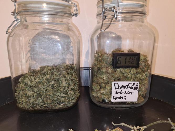 Damn Sour | Green House Seed Co.. Week 19 - #2