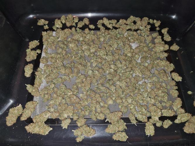 Damn Sour | Green House Seed Co.. Week 19 - #2