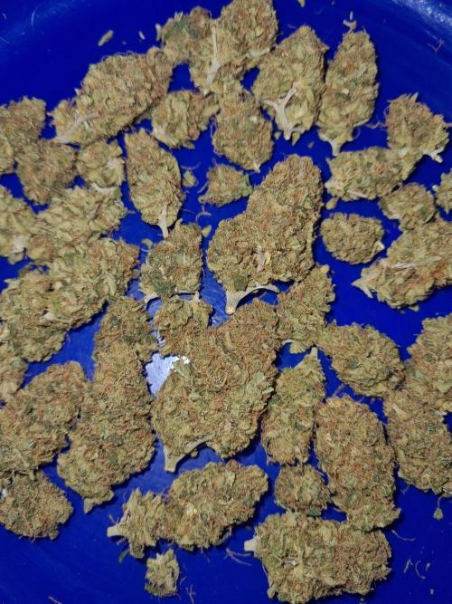 Damn Sour | Green House Seed Co.. Week 19 - #2