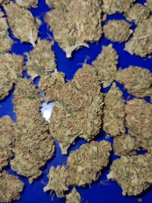 Damn Sour | Green House Seed Co.. Week 19 - #2