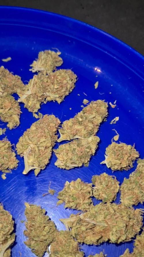 Damn Sour | Green House Seed Co.