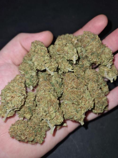 Damn Sour | Green House Seed Co.. Week 19 - #2