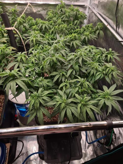 Haze Berry - Royal Queen Seeds. Week 12 - 2-9 #1