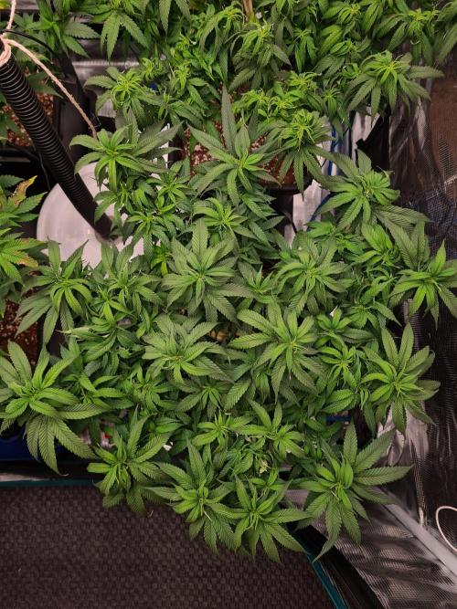 Haze Berry - Royal Queen Seeds. Week 12 - 2-9 #1