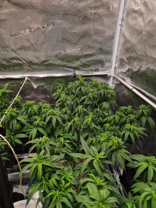 Haze Berry - Royal Queen Seeds. Week 12 - 2-9 #2