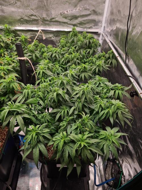 Haze Berry - Royal Queen Seeds. Week 12 - 5-9 #1 Before Defol