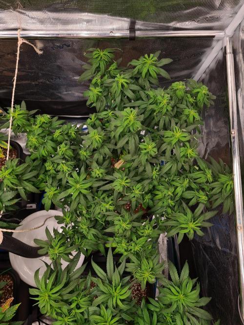 Haze Berry - Royal Queen Seeds. Week 12 - 5-9 #2 Before Defol