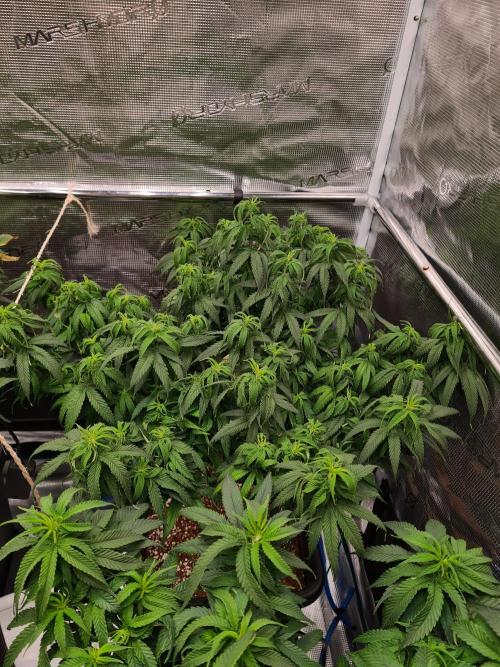 Haze Berry - Royal Queen Seeds. Week 12 - 5-9 #2 Before Defol