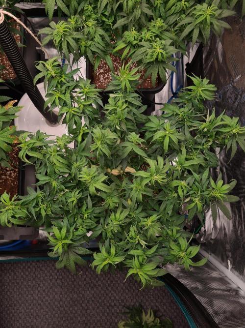 Haze Berry - Royal Queen Seeds. Week 12 - 5-9 #1 After