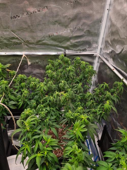 Haze Berry - Royal Queen Seeds. Week 12 - 5-9 #2 After