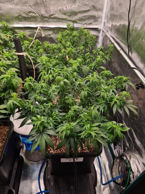 Haze Berry - Royal Queen Seeds. Week 12 - 5-9 #1 After