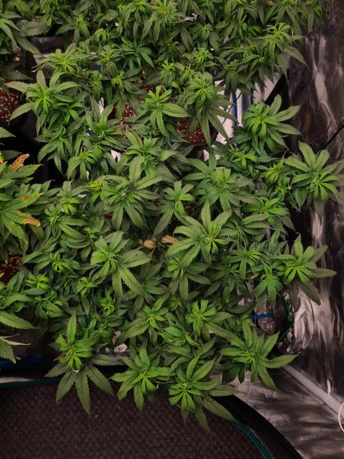 Haze Berry - Royal Queen Seeds. Week 12 - 8-9 #1