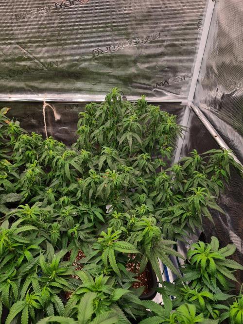 Haze Berry - Royal Queen Seeds. Week 12 - 8-9 #2