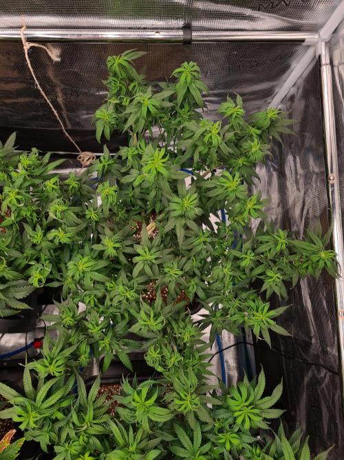 Haze Berry - Royal Queen Seeds. Week 12 - 8-9 #2