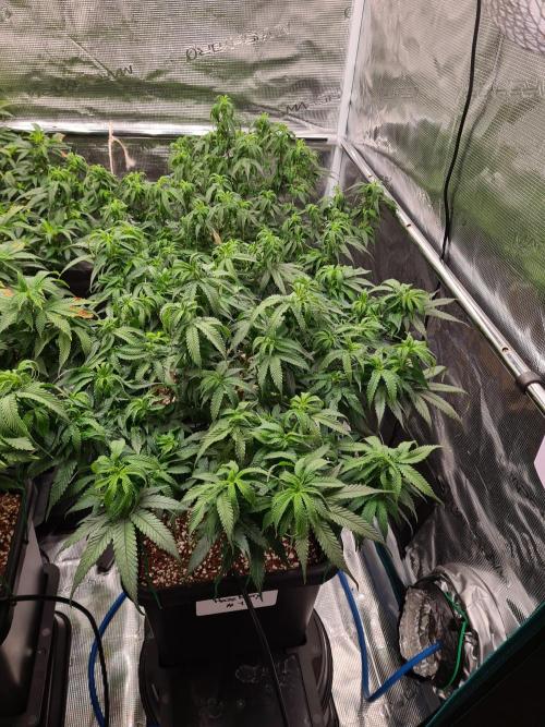 Haze Berry - Royal Queen Seeds. Week 12 - 8-9