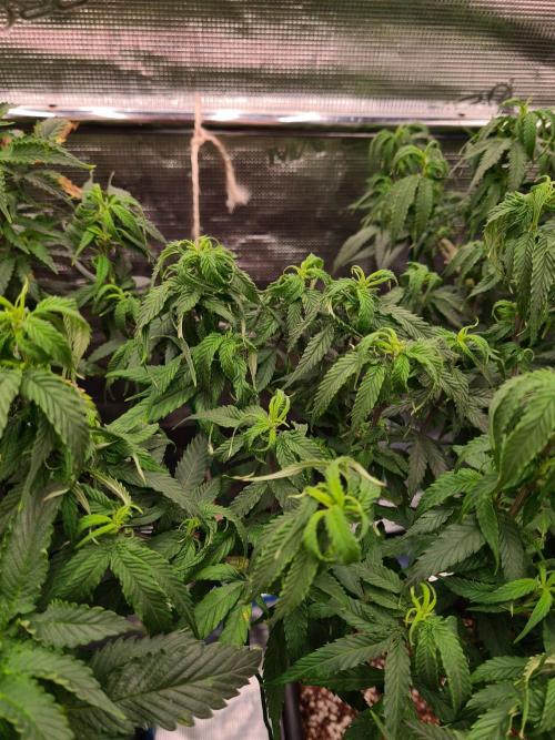 Haze Berry - Royal Queen Seeds. Week 12 - 8-9 #2 Problems