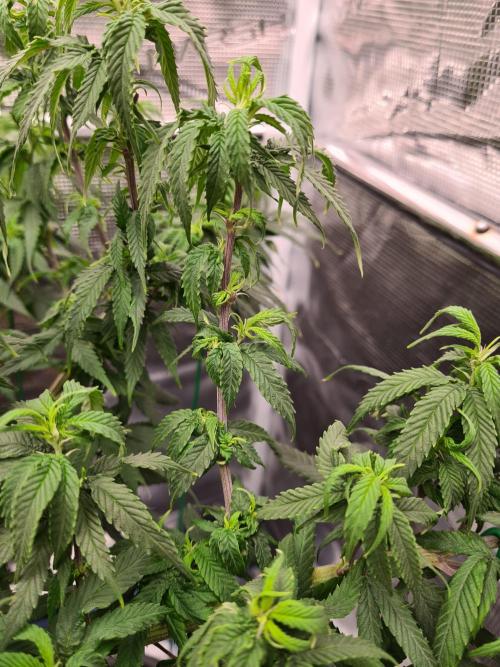 Haze Berry - Royal Queen Seeds. Week 12 - 8-9 #2 Problems