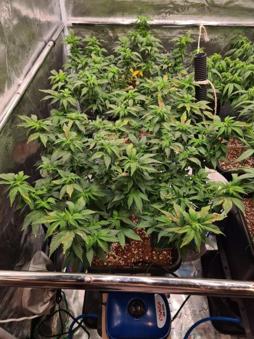 White Widow - Green House Seed Co.. Week 12 - 2-9 #1