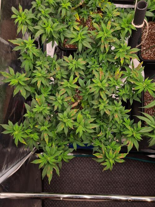 White Widow - Green House Seed Co.. Week 12 - 2-9 #1