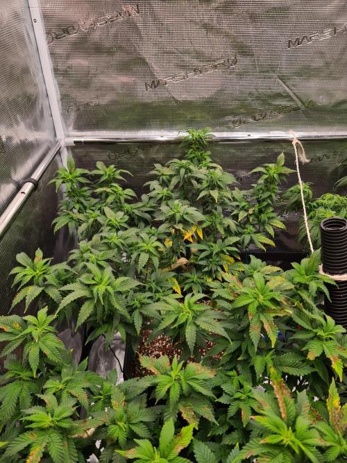 White Widow - Green House Seed Co.. Week 12 - 2-9 #2