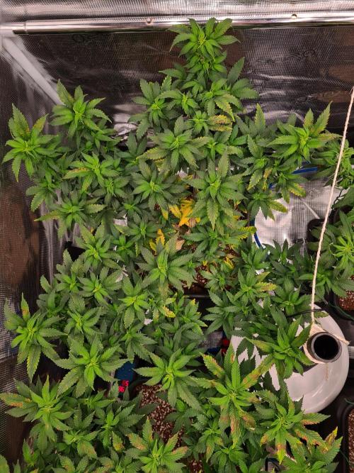 White Widow - Green House Seed Co.. Week 12 - 2-9 #2