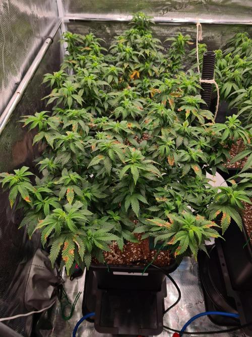 White Widow - Green House Seed Co.. Week 12 - 5-9 #1