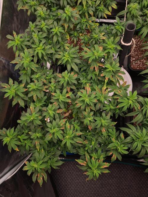 White Widow - Green House Seed Co.. Week 12 - 5-9 #1