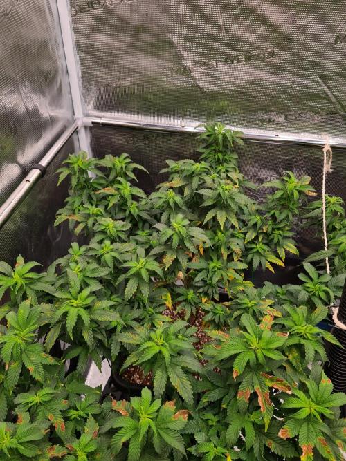 White Widow - Green House Seed Co.. Week 12 - 5-9 #2