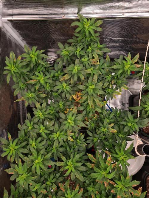 White Widow - Green House Seed Co.. Week 12 - 5-9 #2